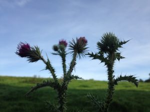 the thistle