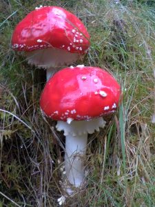 red cap toadstools